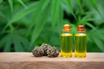 CBD oil hemp products, Cannabis herb and leaves for treatment, Extract from hemp oil,  CBD Cannabidiol in a glass bottle against Hemp plant. Herbs, medical marijuana.