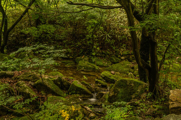 Mountain stream flowing around moss covered boulders.