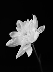 Close-up of white chrysanthemum flower on black background