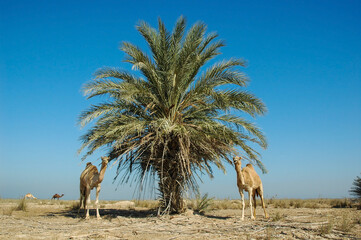 Two camels standing cheerfully next to a date palm in the desert nature by the sea in a beautiful and artistic picture