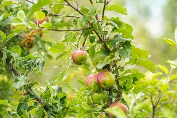 trees in the park filled with small apples on the branches