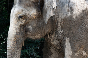 Fototapeta premium 象のクローズアップイメージ