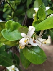 apple tree flower