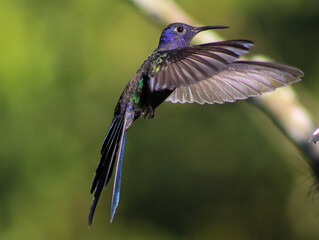 hummingbird in flight