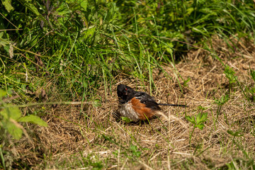 close up of one red-eyed spotted towhee bird resting on the dry grass field under the sun staring at you