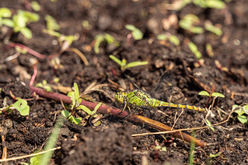 close up of one beautiful green dragonfly resting on a short twig on the muddy ground under the sun