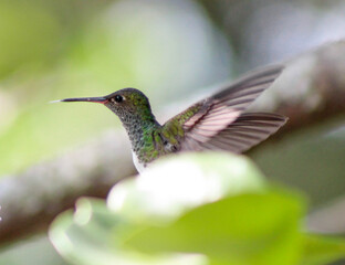 Fototapeta premium hummingbird in flight