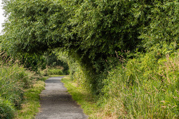 Fototapeta na wymiar a walking path inside the park with dense green foliage on both sides