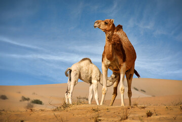 A small camel is breastfed by its mother in the desert