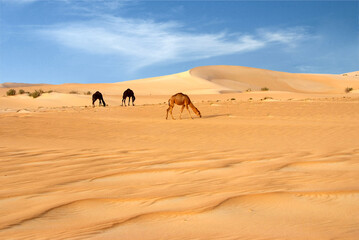 Fototapeta na wymiar Camels in the desert wildlife
