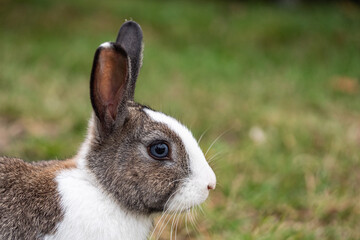 close up portrait of a beautiful brown bunny with white fur on the forehead and neck area