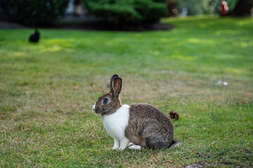 side portrait of a cute brown rabbit with white chest sitting on green grass field 