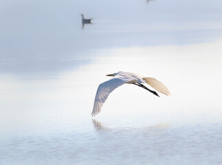 Fototapeta na wymiar Great Egret bird in flight
