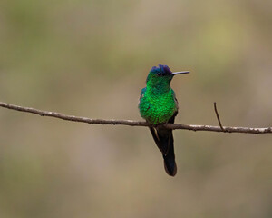 green humingbird