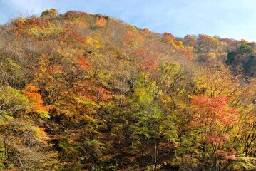 紅葉の奥多摩・百尋の滝への道