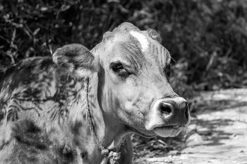 black and white cow