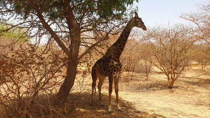 giraffe © Paulina