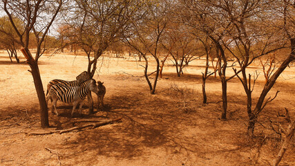 zebra