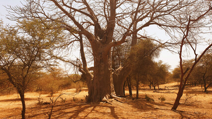 baobab