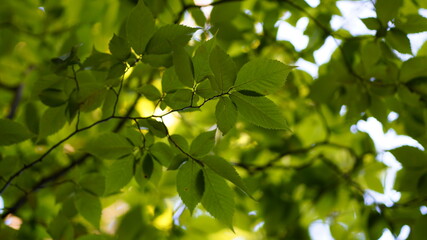 Fototapeta na wymiar yellow leaves on a tree