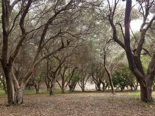 olive trees forest  olives greece