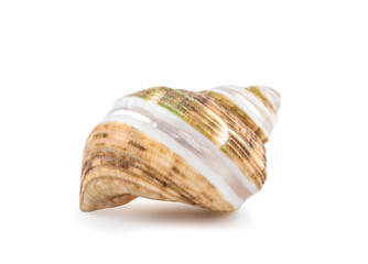 Sea shell an isolated on white background