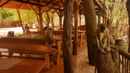 monkeys in the restaurant © Paulina