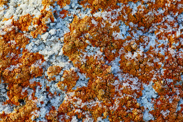 Fototapeta premium Red lichen covers the surface of the stone