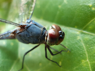 A beautiful dragon fly is perched on the leaves of a green tree. This is a garden.