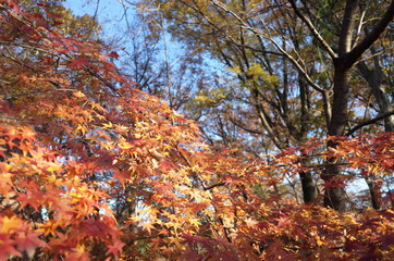 Beautiful Autumn Leaves in Japanese Garden