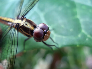 A beautiful dragon fly is perched on the leaves of a green tree. This is a garden.