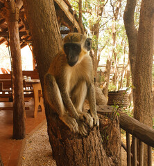 monkey in the restaurant © Paulina