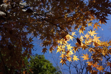 Golden Autumn Leaves of Japanese Maple Tree