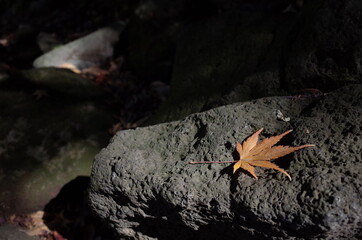 Golden Autumn Leaves of Japanese Maple Tree