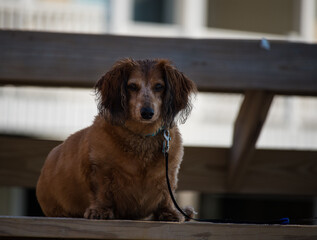 Dog at the Beach