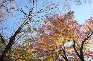 Beautiful Autumn Leaves in Japanese Garden