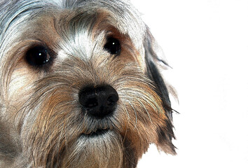 Morkie Photo and digital illustration