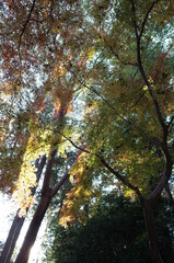 Fototapeta premium Beautiful Autumn Leaves in Japanese Garden