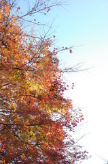 Beautiful Autumn Leaves in Japanese Garden