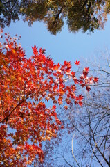 Red Autumn Leaves of Japanese Maple Tree