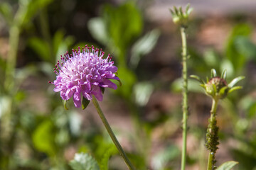 Planta de cardo, macro.