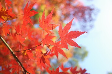 Naklejka na ściany i meble Red Autumn Leaves of Japanese Maple Tree