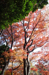 Red Autumn Leaves of Japanese Maple Tree