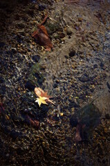 Golden Autumn Leaves of Japanese Maple Tree