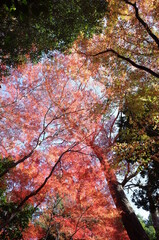 Beautiful Autumn Leaves in Japanese Garden