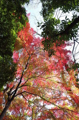Red Autumn Leaves of Japanese Maple Tree