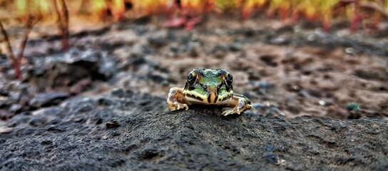 frog in the grass. Beautiful image.