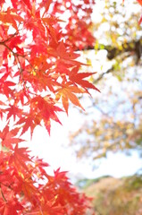 Red Autumn Leaves of Japanese Maple Tree