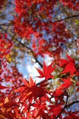 Red Autumn Leaves of Japanese Maple Tree