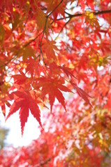 Red Autumn Leaves of Japanese Maple Tree